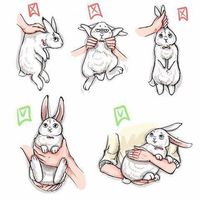 How to and not to hold a rabbit.