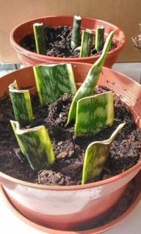 Propagation methods for various house plants