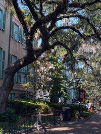 Charleston SC. What to do in charleston SC. College of Charleston SC.