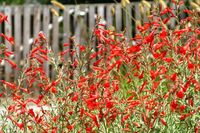 Epilobium canum (California Fuchsia) is a low-growing, spreading, semi-evergreen perennial sub-shrub adorned with narrowly lance-shaped, gray-green leaves that are velvety to the touch. From late summer to fall, spikes of brilliant red, trumpet-shaped flowers put on a profuse show. Resembling fuchsias, they produce nectar, supplying hummingbirds with food for the start of their southward migration.