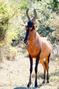 See my side - Red Harte-beest - Alcelaphus buselaphus caama See my side - Alcelaphus buselaphus caama - The red hartebeest is a species of even-toed ungulate in the family Bovidae found in Southern Africa.