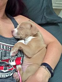 7 weeks. Cuddly af. #pitbull #puppy