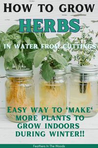 How to propagate herbs from garden cuttings. Don't lose your garden herbs because summer is ending! The plants might be too big to bring indoors, but you can make new smaller ones from cuttings! Taking a cutting from an herb plant and rooting it in water is the fastest way to propagate herb plants for growing indoors in winter. Here's how.