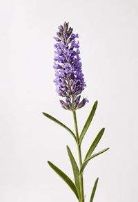 Premium Photo | Single lavender flower on white background