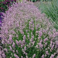 Lavender Pink (Lavandula Angustifolia Rosea) - Start Lavender seeds and grow this lovely rosy-pink shade! If you have a herb garden full of blue or lavender colored English Lavender herb plants, then add this pink to make a lovely contrast. Lavandula Angustifolia is one of the richest in essential oils, giving more fragrance power both fresh and dried. This English Lavender Rosea is the original and first rose Lavender plant available. Lavender uses include crystallizing fresh flowers for candie