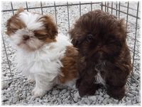 Glory Ridge parti and chocolate shih-tzu at 8 weeks of age.