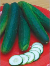 Cucumber, Garden Sweet Burpless Hybrid - Burpee