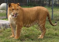 Liger