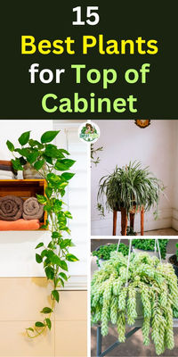 "Discover the 15 Best Plants for Top of Cabinet that will elevate your home  decor! From lush greenery to vibrant blooms, these popular house plants add  style and life to any space. Perfect for maximizing vertical space, these  plants thrive in bright, indirect light and require minimal maintenance.  Explore our curated selection to find the ideal plants that enhance your  cabinets and bring a touch of nature indoors!"