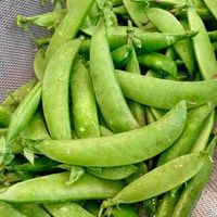 Fresh Picked Oregon Giant Sugar Pod Snow Peas - (Pisum sativum)