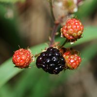 Rubus argutus – Sawtooth Blackberry