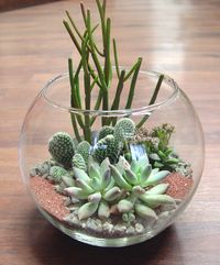 Desert Bowl: Moon silver, Cacti, and Fire sticks, arranged in a 8 inch bubble bowl with rock and red sand.