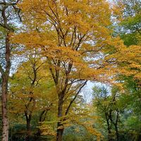 Beautiful Beech Tree in full autumn glory in Epping Forest. Stunning to turn the corner and see this magnificent wash of deep yellow. #eppingforest • #naturememos • #autumnmemos • #autumnglory • #beechtree • #beechtreeautumn • #yellowleaves • #autumnyellow • #autumnuk • #colourmemos