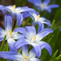 ✨💫🌺🌻🌸🌼🌷💫✨ on Instagram: "Scilla luciliae is a species of flowering plant in the family Asparagaceae. It is referred to by the common names Bossier's glory-of-the-snow or Lucile's glory-of-the-snow, and is a bulbous perennial from western Turkey that flowers in early spring. After flowering, it goes into dormancy until the next spring. The specific epithet is in honour of Lucile, the wife of the Swiss botanist Pierre Edmond Boissier (1810-1885). It belongs to a group of Scilla species that