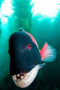 sheephead ~ my what big teeth you have!