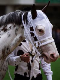 mare | JPN | 2012 | by King Kamehameha out of Shirayukihime #thoroughbred #filly #dominantwhite #colouredthoroughbred