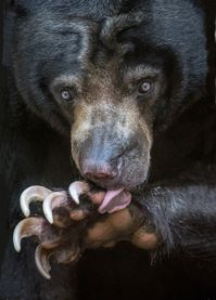 Cleaning its large curved claws. The long tongue—8 to 10 inches—is handy for extracting honey from beehives or from ants’ and termites’ nests. Inhabits the tropical forests of Southeast Asia. (San Diego Zoo)