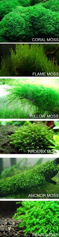 6 mosses you should have in your tank.