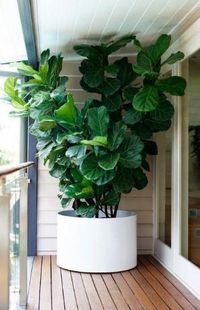 Fiddle Leaf Fig Tree by jasmine