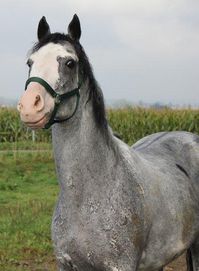 gelding | USA | 2001 | by Airdrie Apache out of Black Mona #thoroughbred #gelding #dominantwhite #colouredthoroughbred