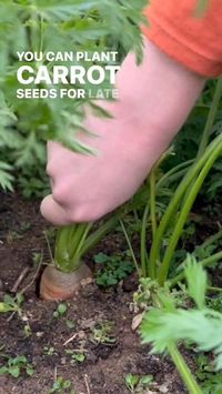 Planting Fall & Winter Carrots