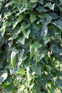 Honeyvine Milkweed