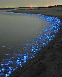 The Blue Light of Firefly Squids, Toyama, Japan