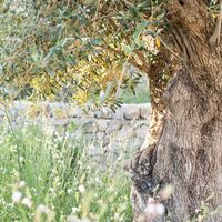 Cala Jondal - a mature olive tree provides some gentle shade for planting beds full of golden yarrow and white gaura in this gently landscaped garden | Mediterranean garden | olive tree | garden design | garden ideas | contemporary house | Ibiza home | Ibiza garden designer | garden inspiration | swimming pool 🌳 #ibiza #terravitaibiza #landscapedesign #architecture #interiordesign