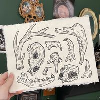 "BONE COLLETOR"  is an original linocut print design that features various animal skulls and bones, inspired by my personal collection.  ✦ 8 x 10 inches ✦ Hand Printed* with oil based relief ink on cotton rag paper ✦ Packaged with a compostable sleeve for protection ✦ Open, but limited edition, signed and dated by artist *each print is handmade, there will be SLIGHT variations to what you see in photos but it means that each one is truly unique!