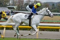 mare | JPN | 2010 | by Kurofune out of Shirayukihime #thoroughbred #mare #dominantwhite #colouredthoroughbred #whitethoroughbred