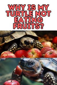 Turtle eating fruits: Dive into the dietary needs of turtles. Can they eat grapes, strawberries, watermelon, apples, bananas, blueberries, or oranges? Find out now and ensure a healthy diet.