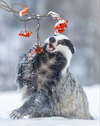 Short-legged omnivore in the family Mustelidae, which includes otters, wolverines, minks, and weasels.