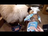 Ragdoll Cats and Fizzion Pet Stain Remover - ねこ - ラグドール - Floppycats	http://youtu.be/xOMzR9aT4ek