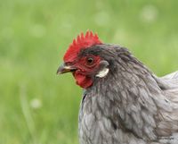 Grey Bantam Hen