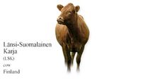 Länsi-Suomalainen Karja (LSK) - cow - Finland