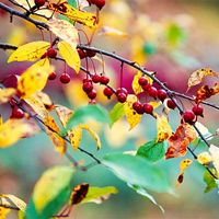 Serviceberry