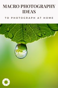 If you don't have inspiration, you need to try these ideas for macro photography at home!