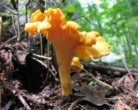 How, where and when to forage and find chanterelle mushrooms and how to harvest, process and store them for use later.