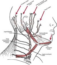 Lymphatic Drainage of the Neck The lymphatic drainage of the head and neck. dartmouth.edu The lymphatic s...