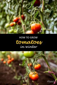 Growing tomatoes in winter can be a tricky task, but there are ways to do it. You need the right environment and some know-how. In this blog post, we will discuss how to grow tomatoes during the winter months. #shuncy #shuncygarden #lovethegreen #howtogrow #vegetables #tomato