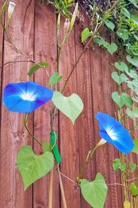 The morning glory offers a blue unlike any other. Learn all about how to grow it here on our morning glory growing guide! #colorfulflowers #gardenerspath