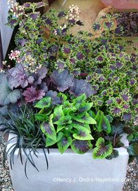 Delightfully dark: Black mondo grass (Ophiopogon planiscapus 'Nigrescens') with 'Gotham' heuchera (Heuchera), 'Sibila' coleus (Solenostemon scutellarioides), Black Scallop ajuga (Ajuga reptans 'Binblasca'), and 'Heartthrob' violet (Viola). [Nancy J. Ondra at Hayefield]