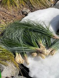 "This bear grass is naturally grown near a lake high up on my family's private property in the Cascade Mountains of Washington State. I hand-pick HUGE bundles from 150 up to 250 stems of bear grass in each bunch. Each bunch will contain stems from 20\" to 32\" long. I pack the grass myself straight (uncurled) into a  32\" quality cardboard tube that may be reused or recycled. Bear grass is multifunctional (it also may be dried) and can be used in landscaping, weaving, as an ornamental plant, and