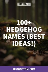 Looking for the perfect name for your prickly little friend? Discover unique, adorable, and fun hedgehog name ideas that reflect their charming personalities. Don't let this daunting task overwhelm you - we've got just the inspiration you need! Say goodbye to the naming dilemma and hello to that perfect name - Click to read more! Follow us for more creative ideas!