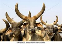 India, Haryana, cattle. View Large Photo Image