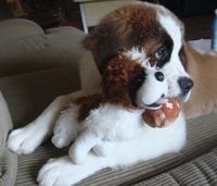 Saint bernard puppy