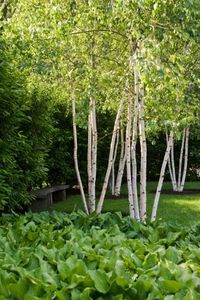 River Birch trees