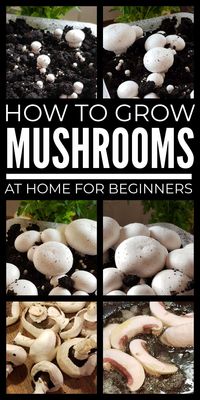 Learn how to grow mushrooms at home as a beginner with these simple tips covering mushroom growing with kits and in containers, coffee grounds, logs and more.