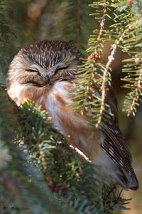 Northern Saw-whet Owl