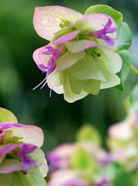 Ornamental oregano